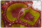 Giant Proto Polyps